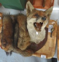 Tray containing a taxidermy fox's head on wooden shield shape mount and various fox tails. (B.P. 21%