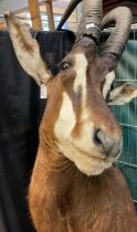 Taxidermy - Sable African Antelope head. (B.P. 21% + VAT)