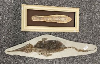 Framed study of a fossilized fish, the reverse with presentation plaque 'In recognition of 29