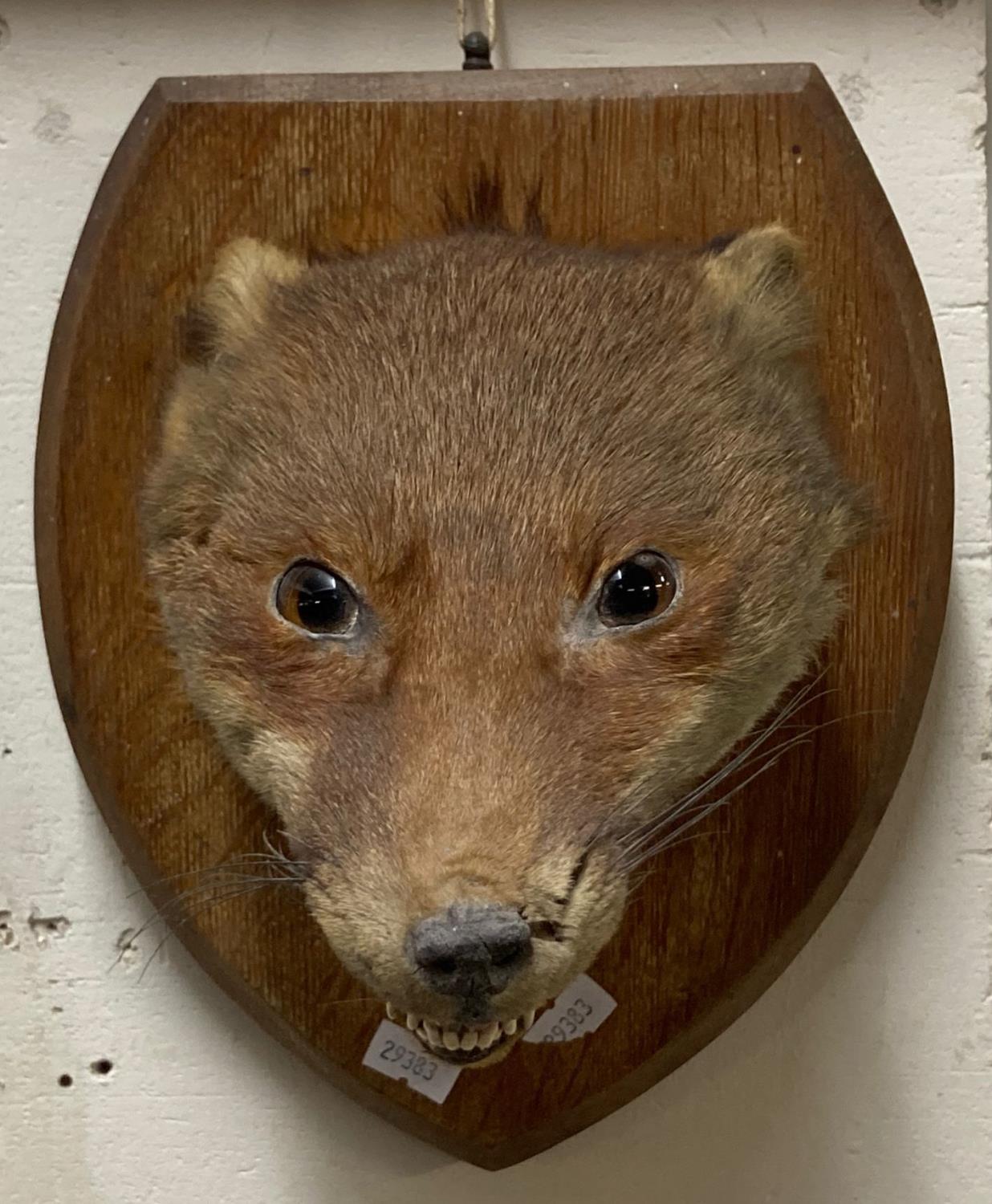 Taxidermy - Fox head mask on oak plaque. (B.P. 21% + VAT)