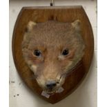 Taxidermy - Fox head mask on oak plaque. (B.P. 21% + VAT)