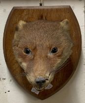 Taxidermy - Fox head mask on oak plaque. (B.P. 21% + VAT)