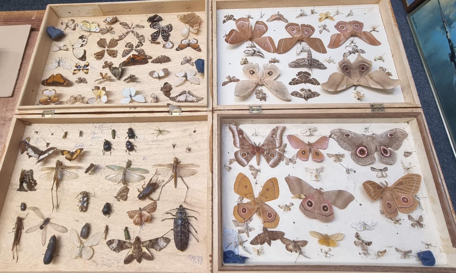 Collection of scientific butterflies, moths, beetles and other insects in four folding wooden cases. - Image 2 of 2