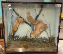 Taxidermy - Cased specimen Red Squirrel and Stoat amongst twigs and foliage. 56x20x51cm approx. (B.