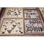 Collection of scientific butterflies, moths, beetles and other insects in four folding wooden cases.