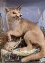 Taxidermy - cased specimen fox seated on naturalistic rockwork and foliage with dead game (English