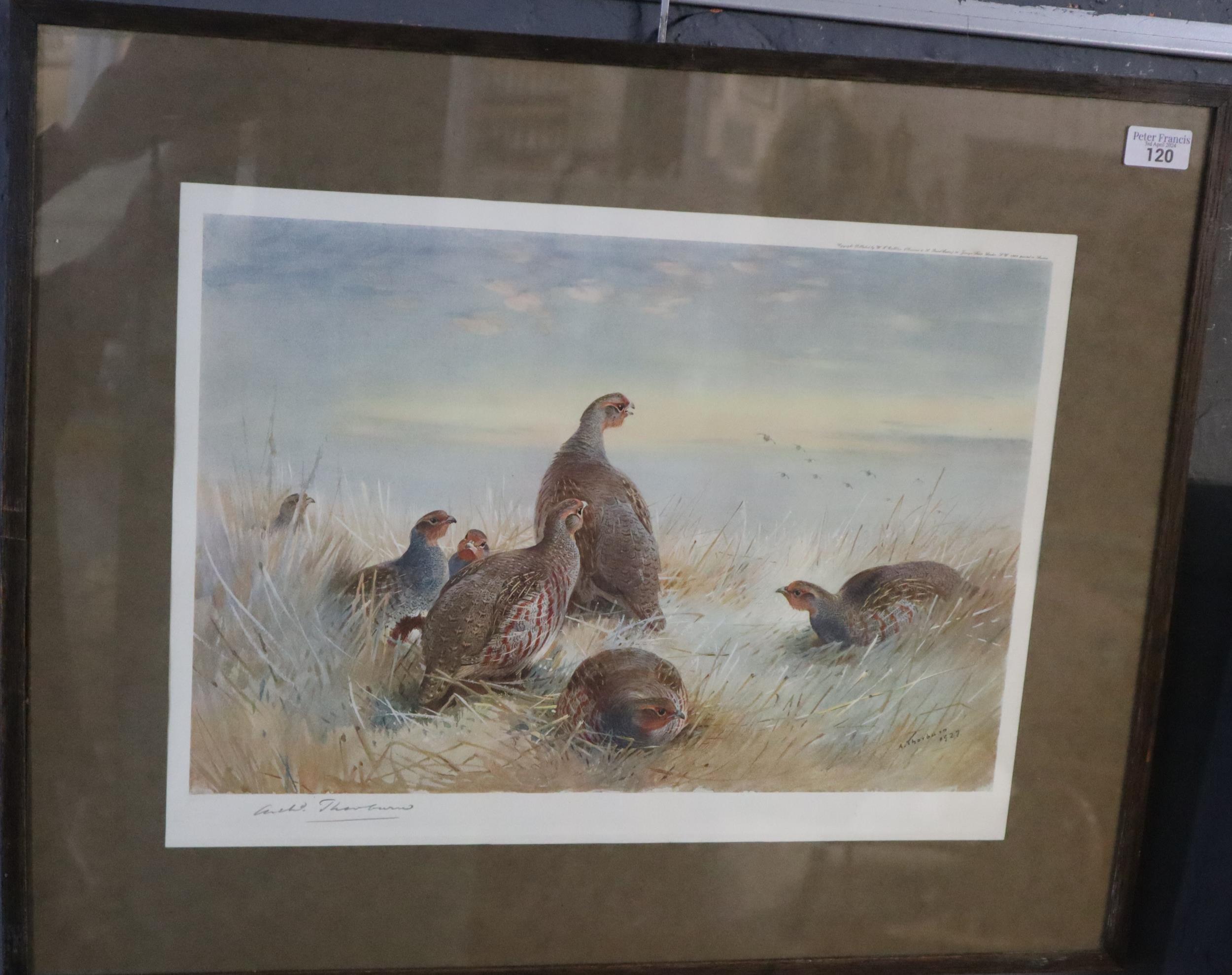 After Archibald Thorburn, study of English Partridge, signed in the plate dated 1977 and signed in