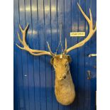 Large mounted red deer stags head with eleven point antlers. (B.P. 21% + VAT)