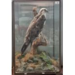 Taxidermy - cased specimen Osprey perched on a tree stump above a simulated rocky outcrop with