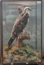 Taxidermy - cased specimen Osprey perched on a tree stump above a simulated rocky outcrop with