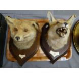Taxidermy - two wooden shield mounted fox heads. (B.P. 21% + VAT)