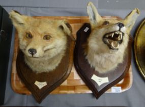 Taxidermy - two wooden shield mounted fox heads. (B.P. 21% + VAT)