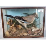 Taxidermy - cased specimen Jay standing amongst foliage with a nest of three eggs. 36x26cm