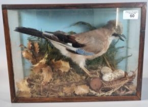 Taxidermy - cased specimen Jay standing amongst foliage with a nest of three eggs. 36x26cm