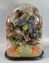 Taxidermy - display of exotic birds amongst foliage and naturalistic base, in glass dome on ebonised