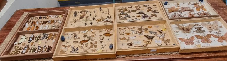 Collection of scientific butterflies, moths, beetles and other insects in four folding wooden cases.