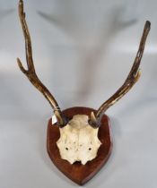 Pair of antlers horns on shield shaped wooden plaque. (B.P. 21% + VAT)