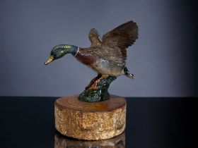 AN AUSTRIAN COLD PAINTED BRONZE. Circa 1900. Depicting a Mallard duck in flight. Mounted on a carved