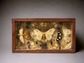 ANTIQUE INSECT SPECIMEN COLLECTION. Includes South African collection of Butterflies, Beetles etc.