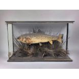 Antique 19th Century Taxidermy Brown Trout.
Formerly displayed in the historical 'Sweets tackle shop