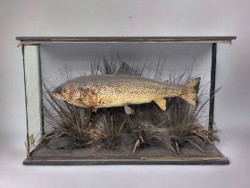 Antique 19th Century Taxidermy Brown Trout.
Formerly displayed in the historical 'Sweets tackle shop