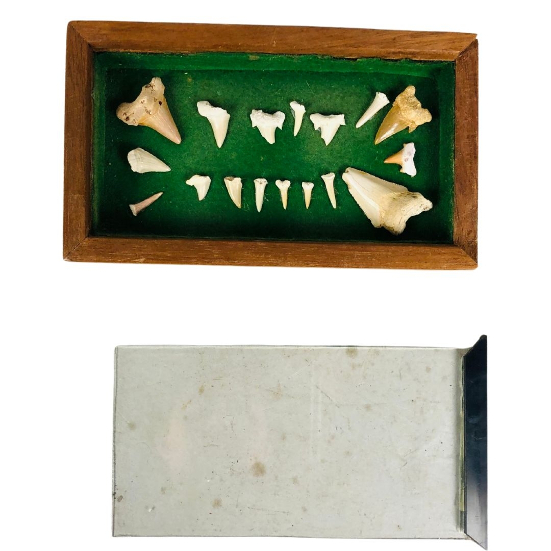 Shark Teeth in Display Case  - Image 4 of 4