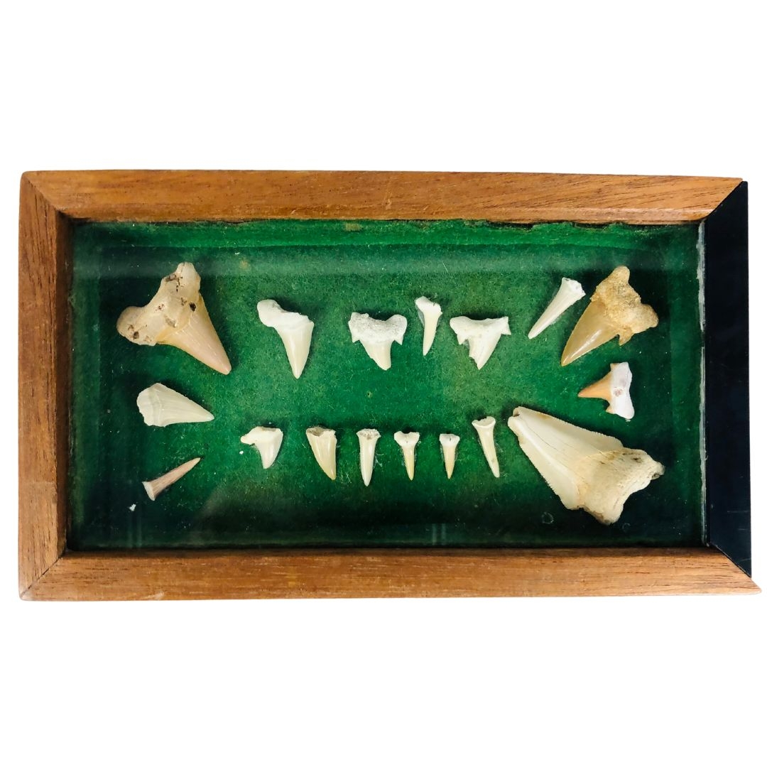 Shark Teeth in Display Case  - Image 2 of 4