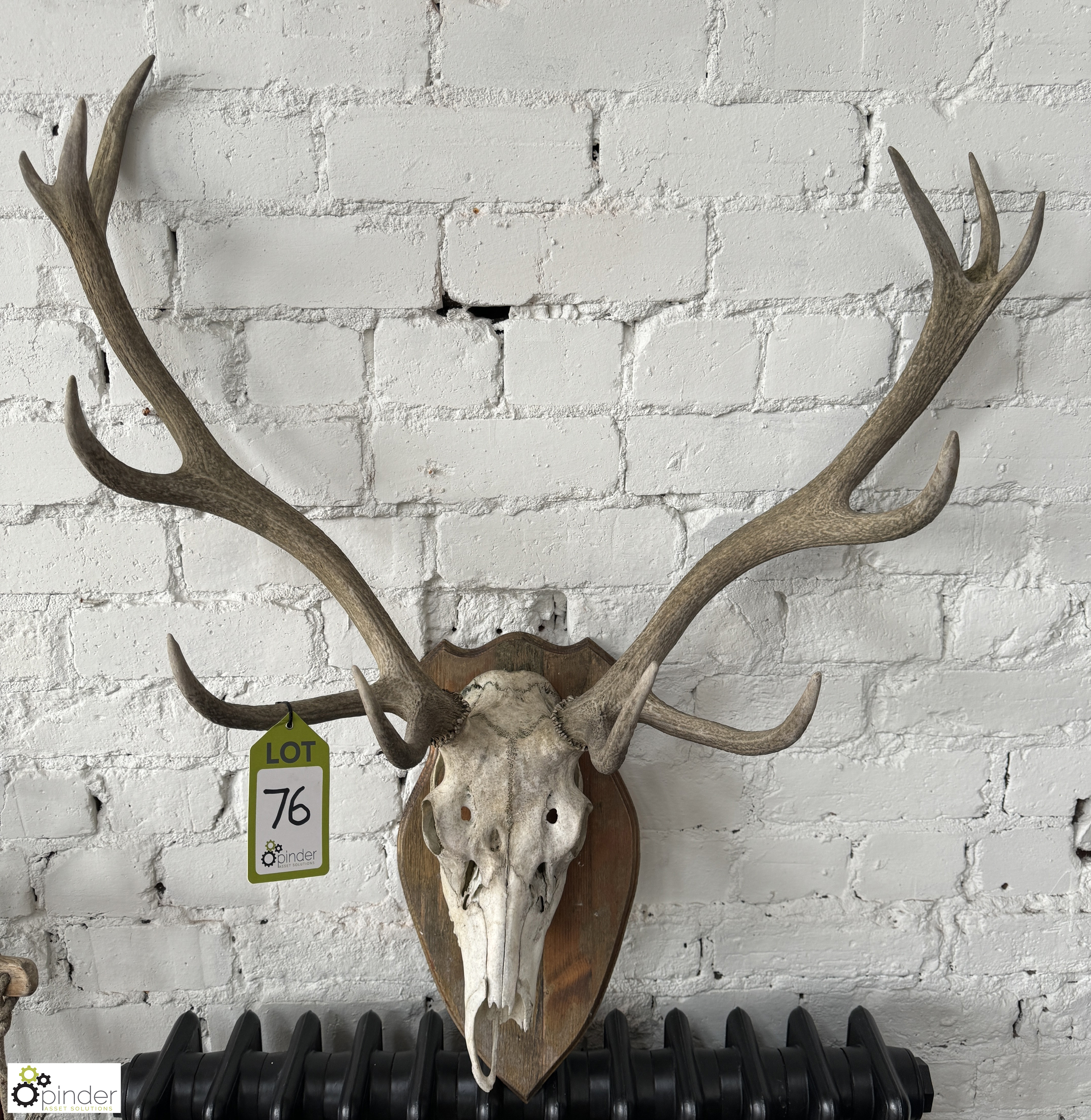 Deer Skull and Antlers mounted on shield