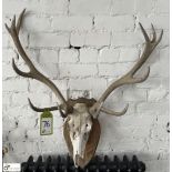 Deer Skull and Antlers mounted on shield