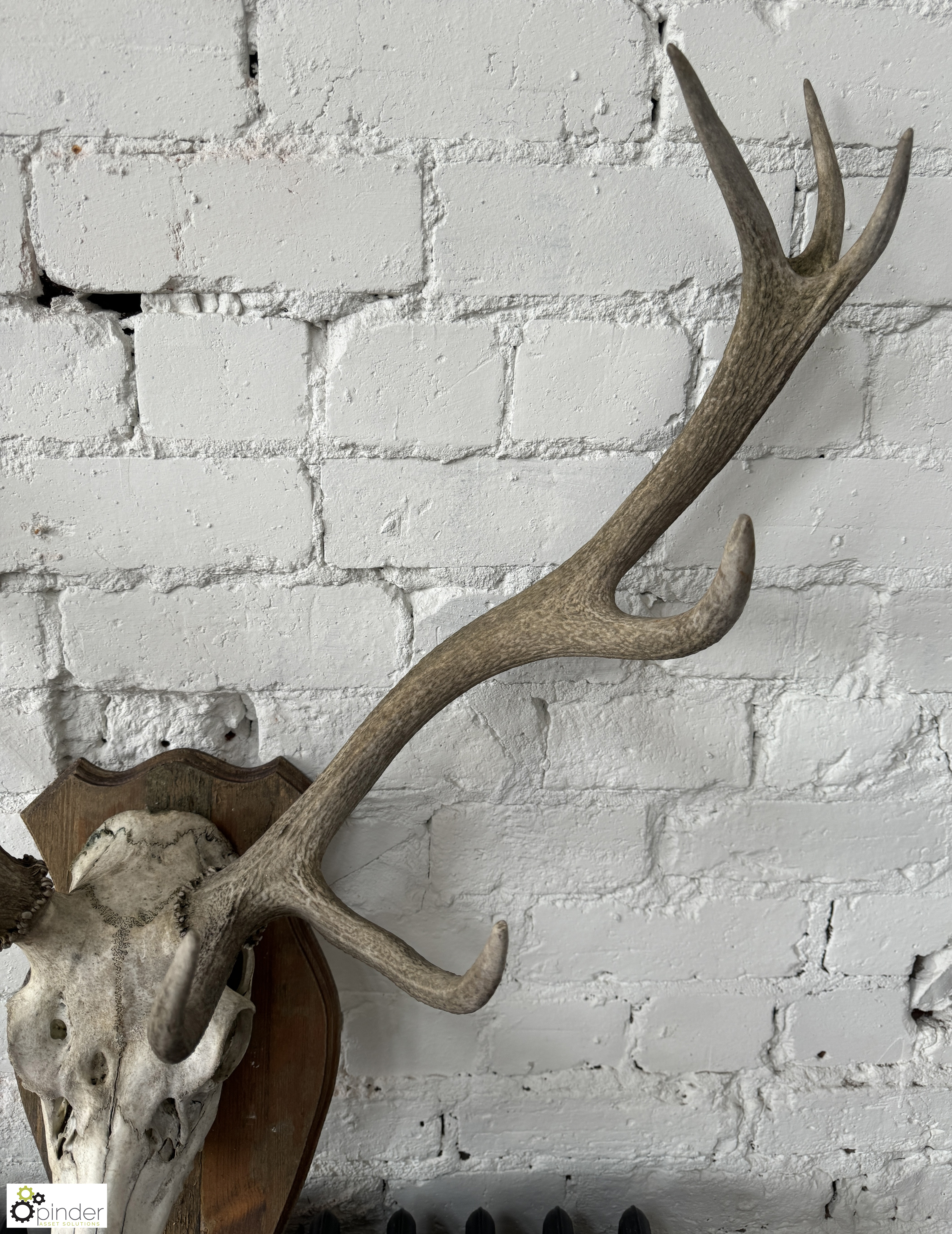 Deer Skull and Antlers mounted on shield - Image 4 of 6