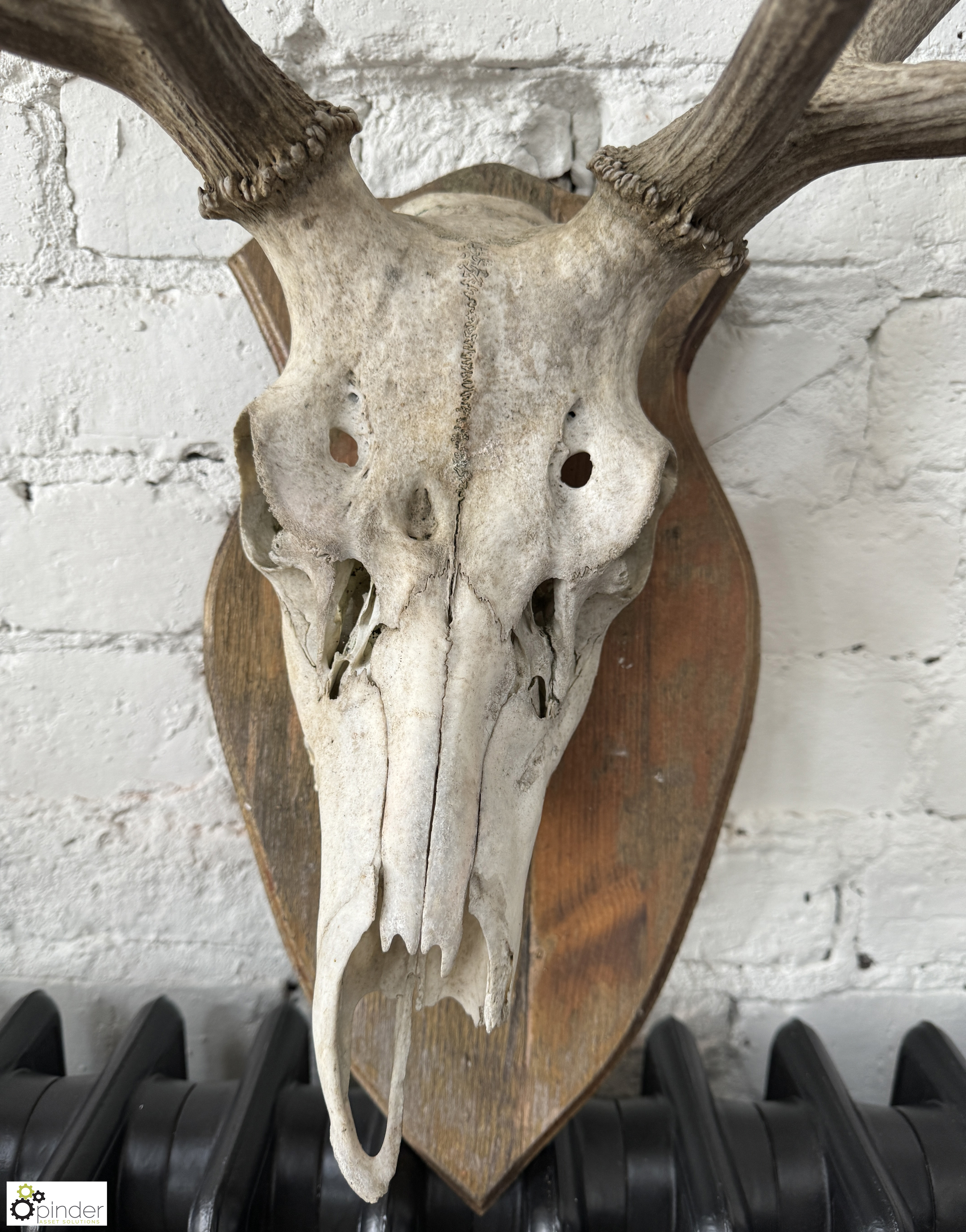 Deer Skull and Antlers mounted on shield - Image 3 of 6