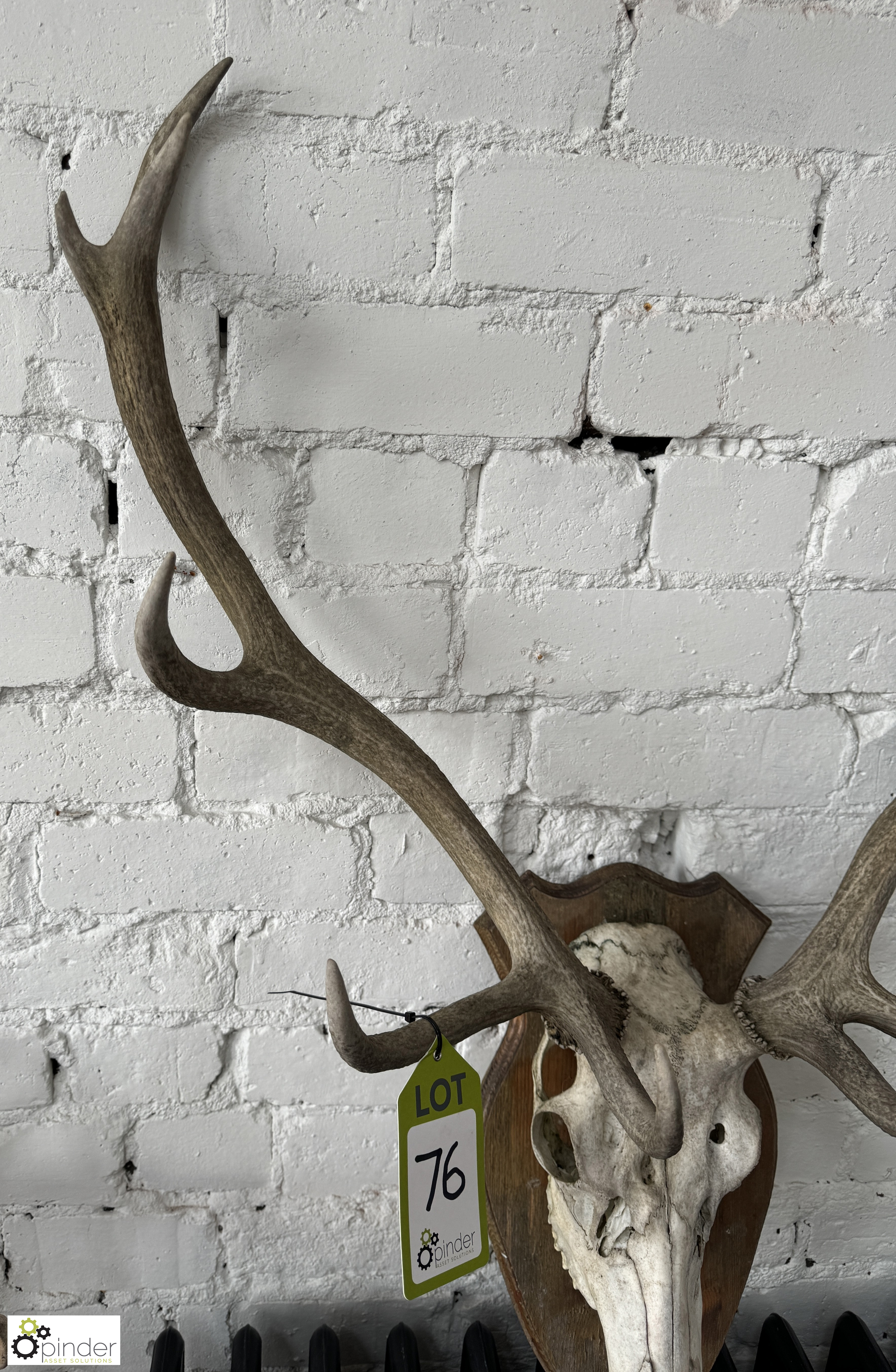 Deer Skull and Antlers mounted on shield - Image 5 of 6