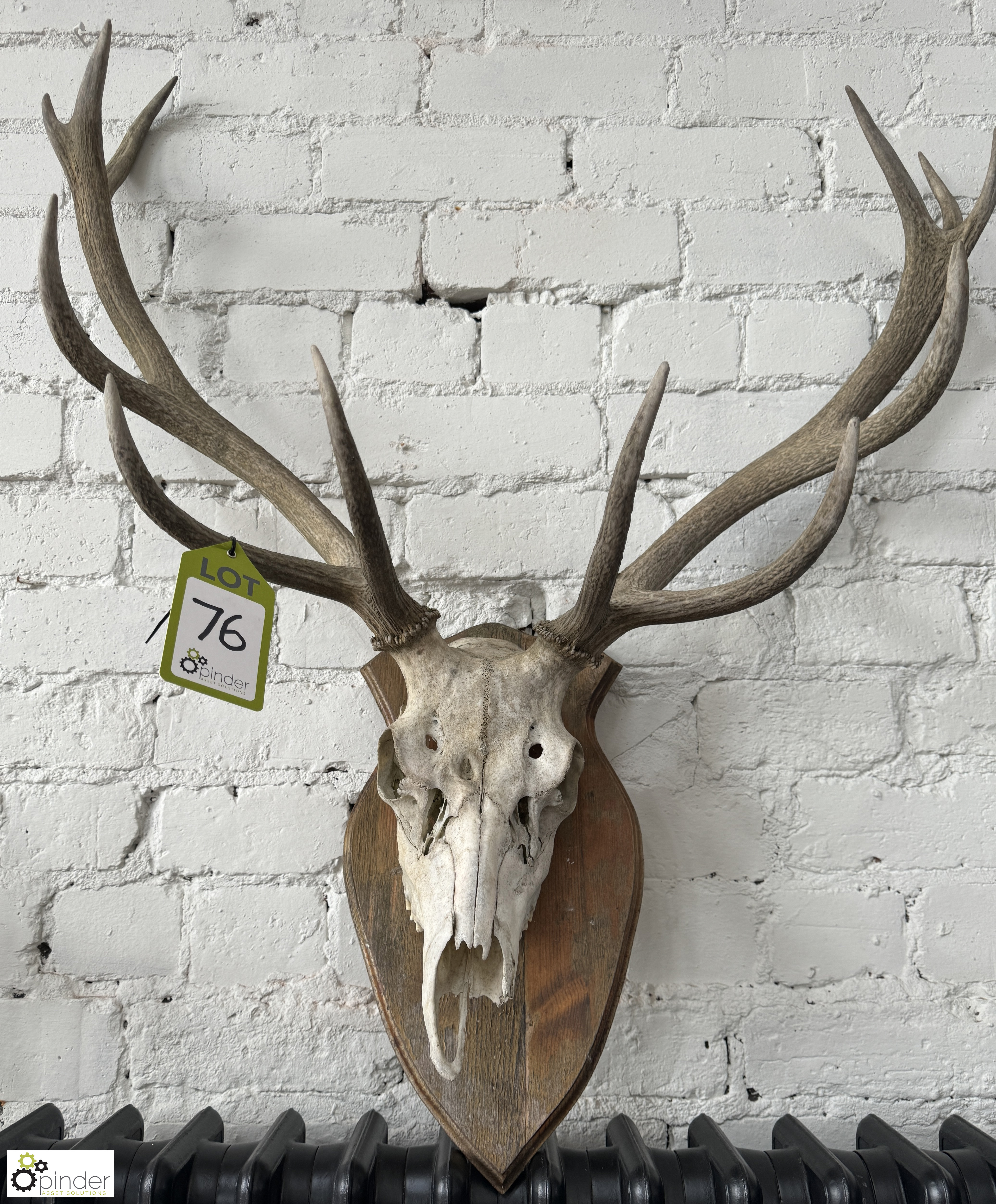 Deer Skull and Antlers mounted on shield - Image 2 of 6