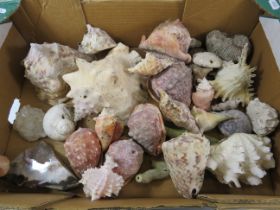 Large box of various Sea shells, coral and quartz stones.