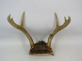 Pair of unmounted deer antlers, approx 23cm long.