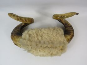 Pair of mounted Rams horns, approx 35cm total width.