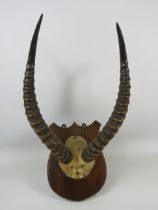 Pair of Springbok mounted antlers approx 38cm long.