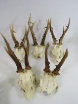 5 Unmounted Roe deer antlers the longest measures 21cm.