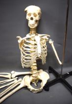 Plastic/GRP Heavy Human Skeleton which comes with a heavy wheeled stand. Will need assembly and may