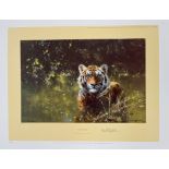 David Shepherd Print. Limited Edition 631/1500 Published 1982 'Cool Tiger' 8 x 12 inches. Unframed