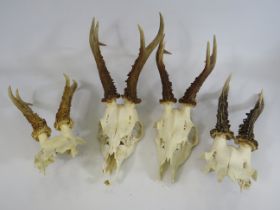 4 Unmounted Roe deer antlers the longest measures 23cm.