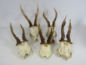 5 Unmounted Roe deer antlers the longest measures 21cm.