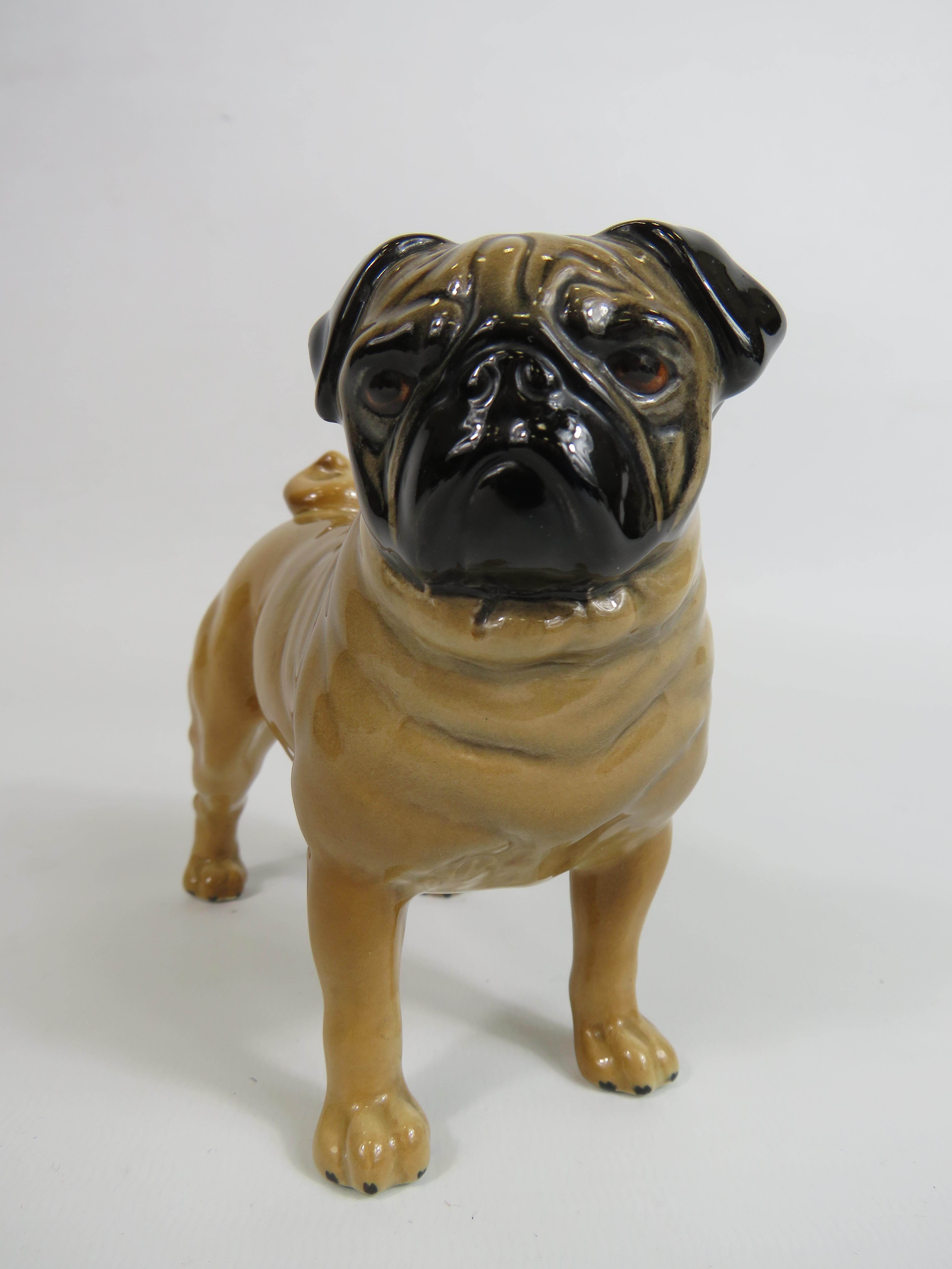 Beswick Pug Dog figurine Ch Cutmil Cupie, 11.5cm tall & 12cm long. - Image 2 of 4