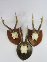 3 Roe deer antlers mounted on wooden shields the longest measures 23cm.