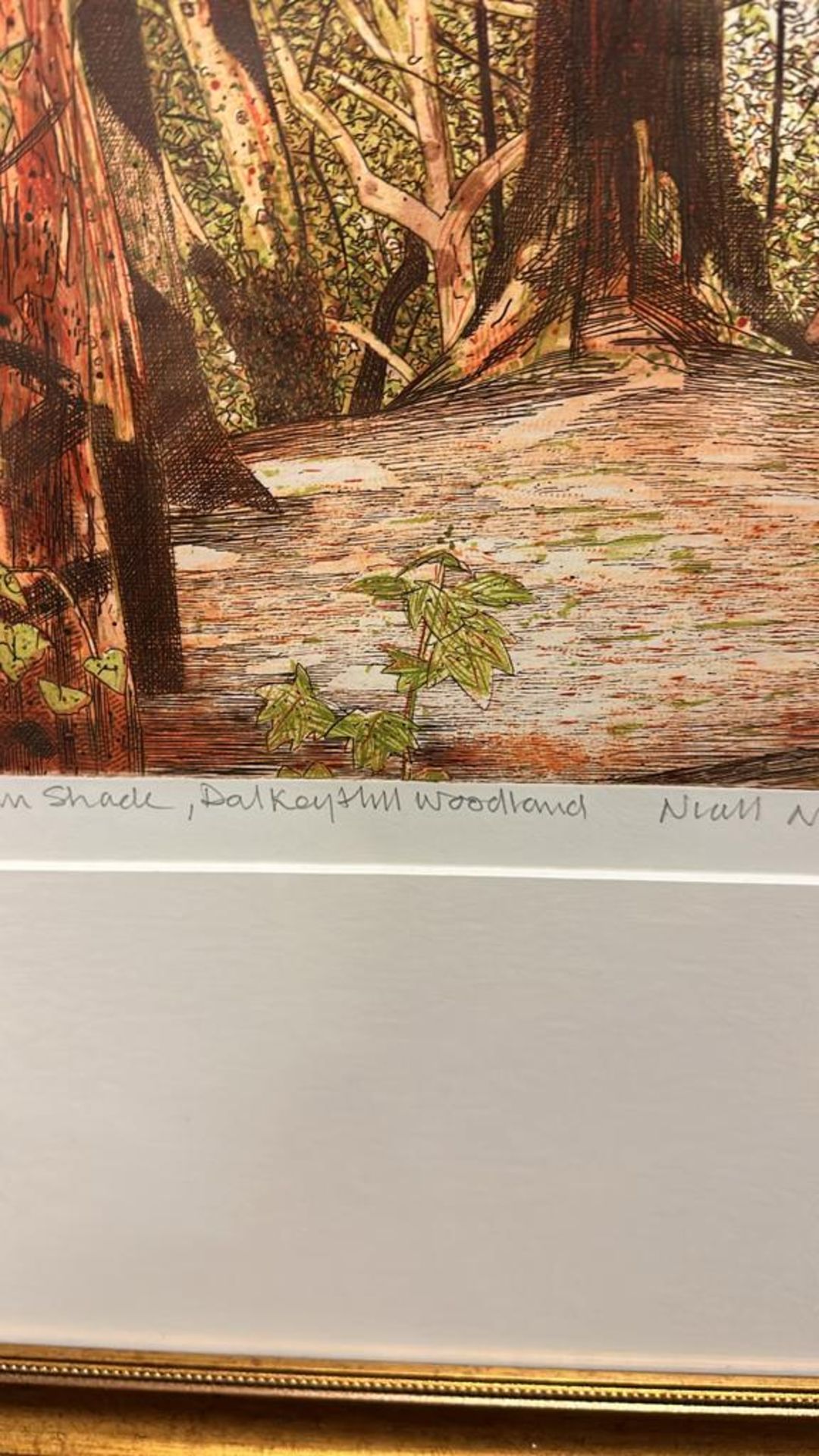 Work On Paper Niall Naessens (Irish) Limited Edition Etching Titled Sapling, Dolkey Hill Woodland 13 - Image 4 of 4