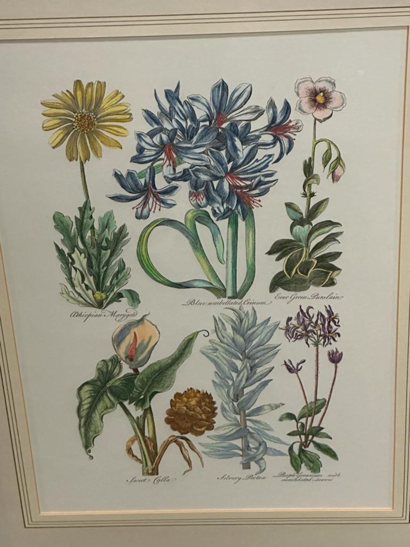 Botanical Print John Hill 1757 Ethiopian Marygold Et Al Glazed And Framed - Bild 2 aus 2