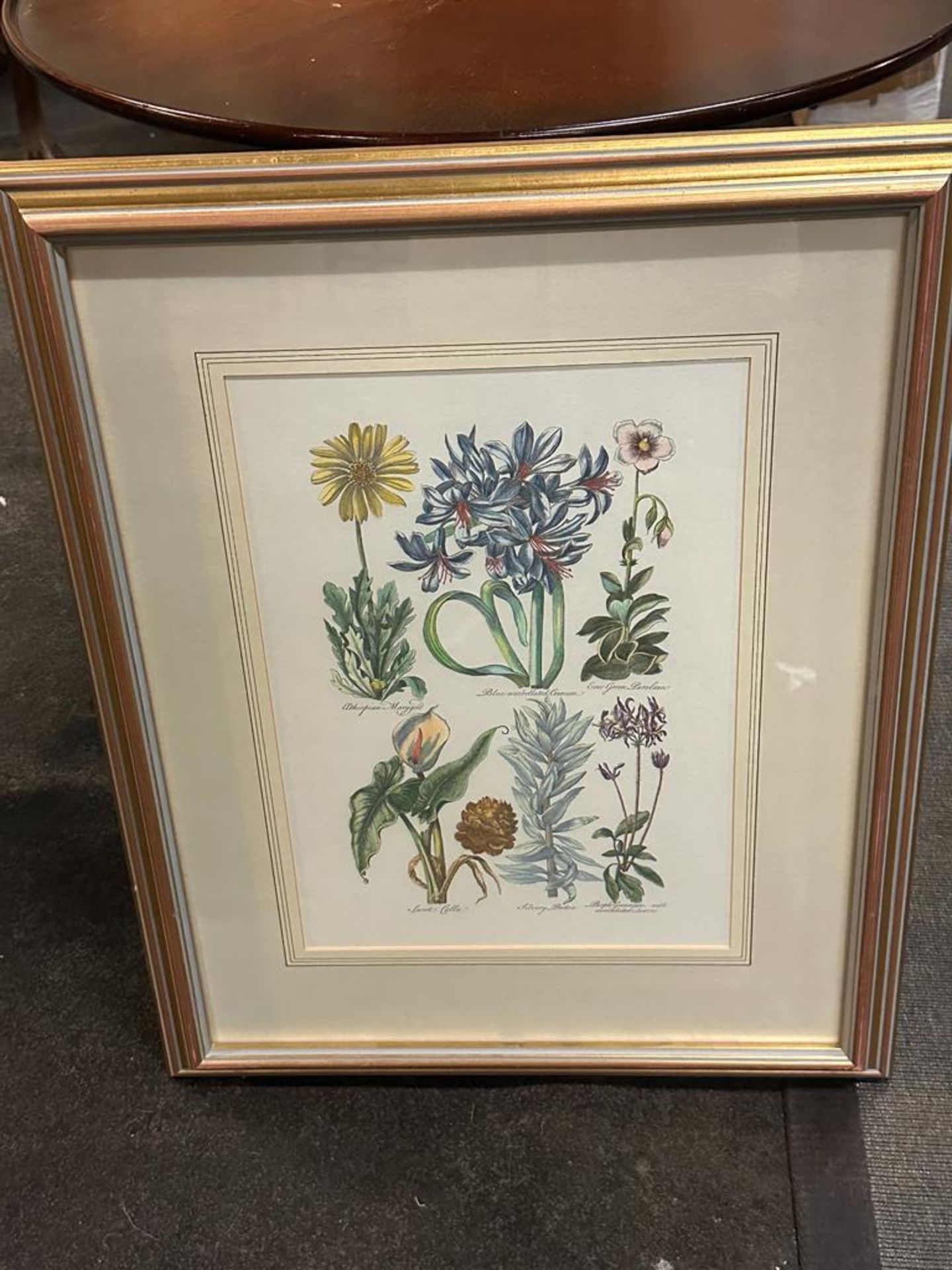 Botanical Print John Hill 1757 Ethiopian Marygold Et Al Glazed And Framed