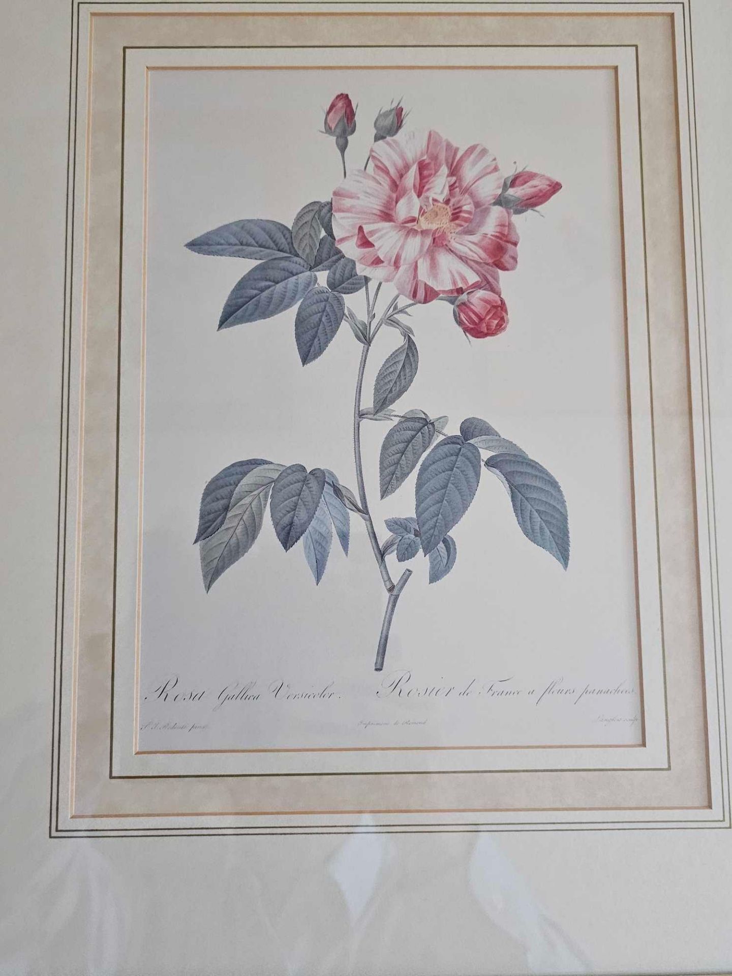 A Set Of Six Framed Rose Engraving Prints From Redoutes Les Roses (Paris 1817-1824) Each Framed 38 X - Image 4 of 7