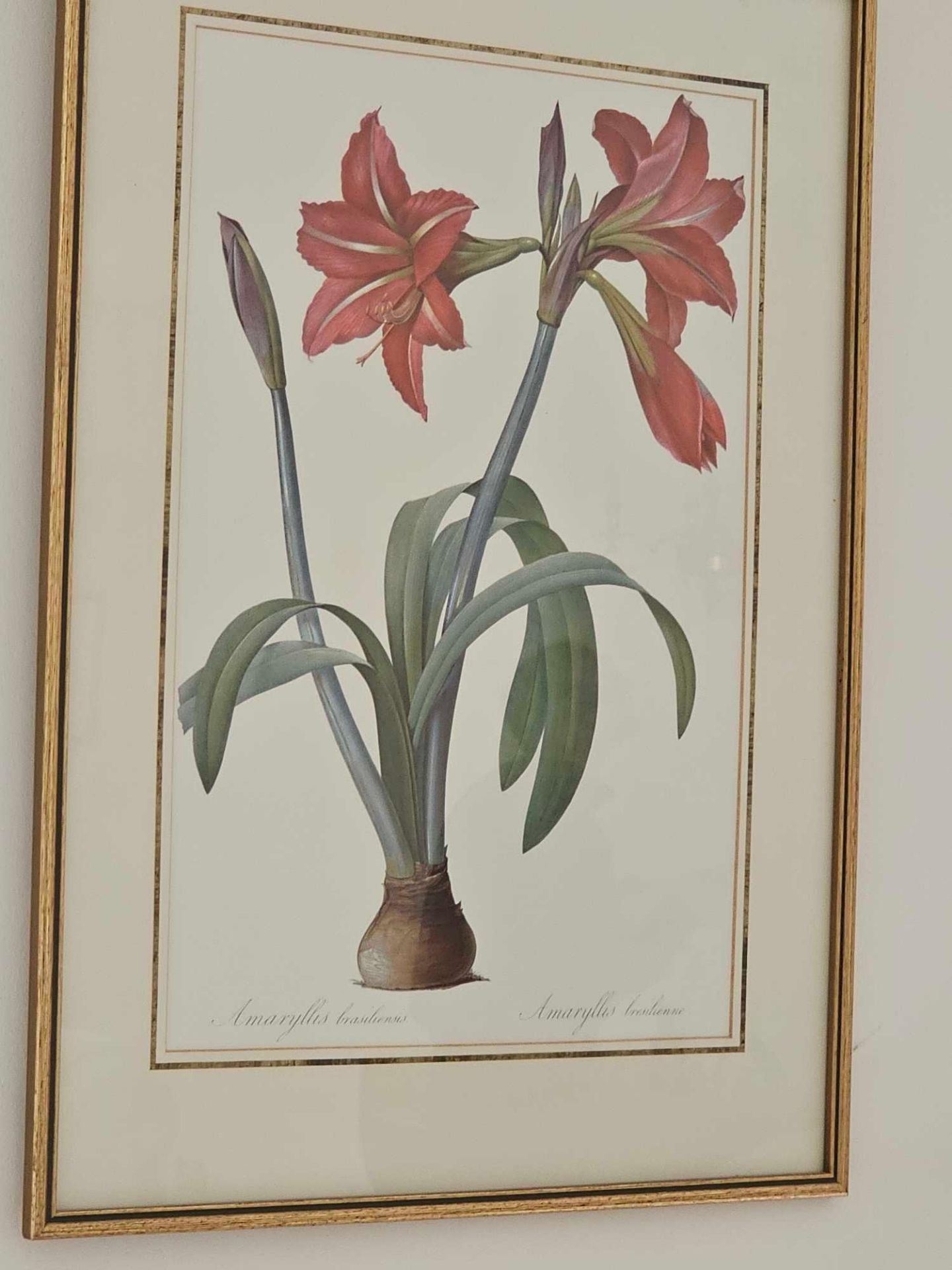 Lithograph Of Amaryllis Brasiliensis By Pierre Joseph Celestin RedoutÃ© From P. J. RedoutÃ©'s - Image 2 of 3