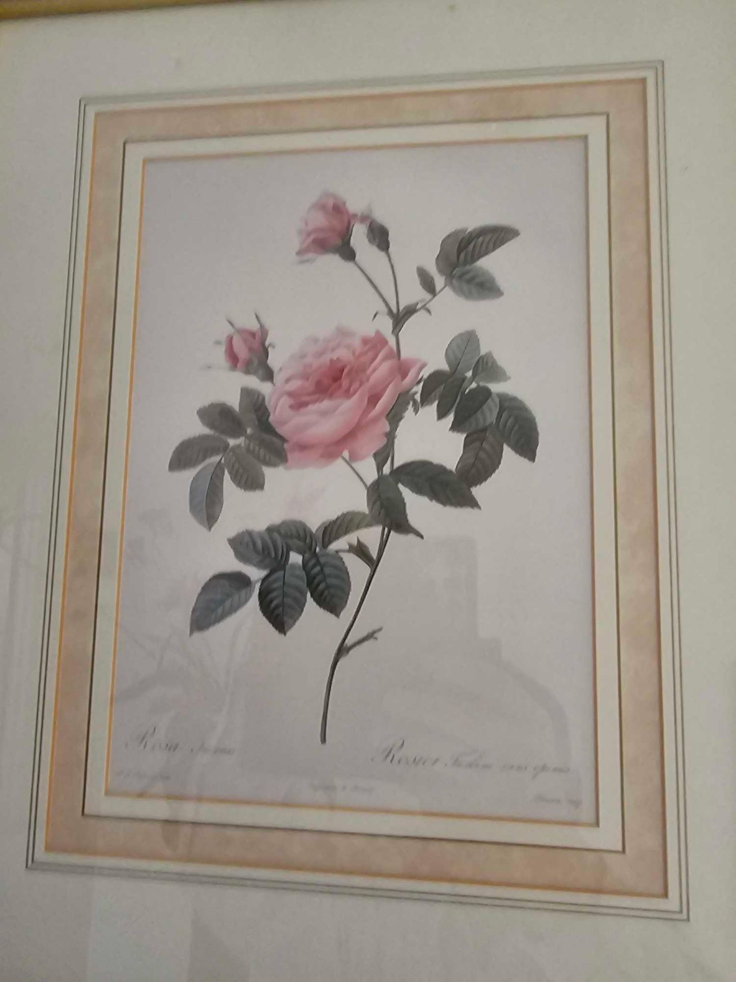 A Set Of Six Framed Rose Engraving Prints From Redoutes Les Roses (Paris 1817-1824) Each Framed 38 X - Image 7 of 7